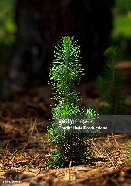 pine seedling in forest - pine seedling stock pictures, royalty-free photos & images