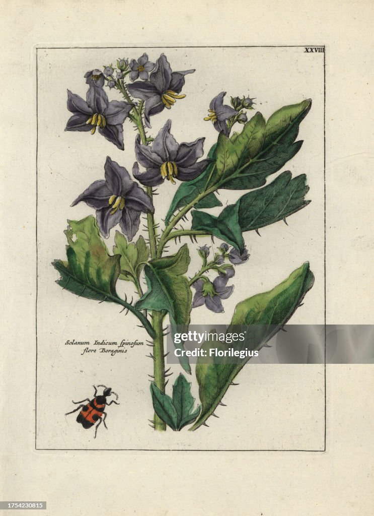 Indian nightshade from 'Nederlandsch Bloemwerk', Amsterdam, 1794