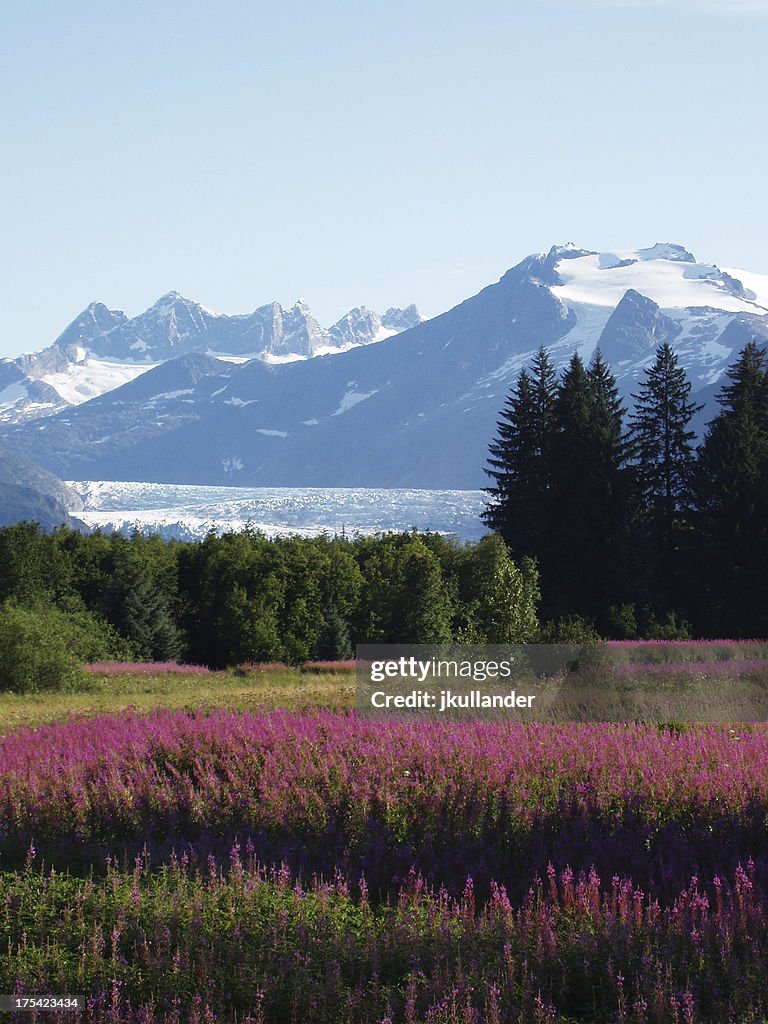 Laurier de Saint-Antoine et Glacier