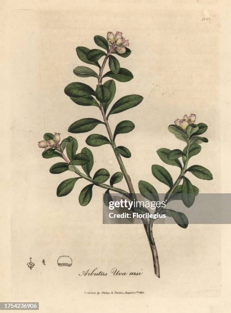 Trailing arbutus or bearberry, Arctostaphylos uva-ursi. Handcoloured copperplate engraving from a botanical illustration by James Sowerby from...