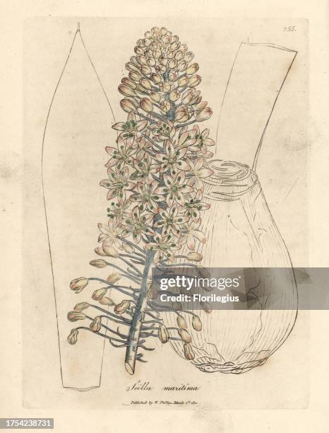 Sea onion or squill, Drimia maritima. Handcoloured copperplate engraving from a botanical illustration by James Sowerby from William Woodville and...