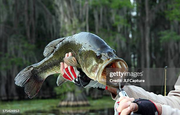 große mund bass - bass fishing stock-fotos und bilder