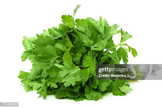 bunch of ripe parsley - persilja bildbanksfoton och bilder