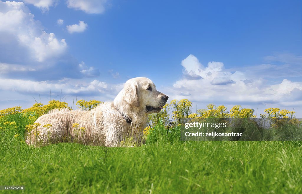 Golden retriever portrait