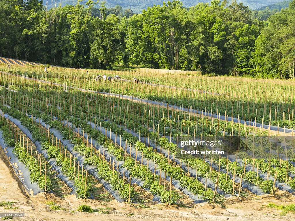 Farm workers in garden with tomato plants