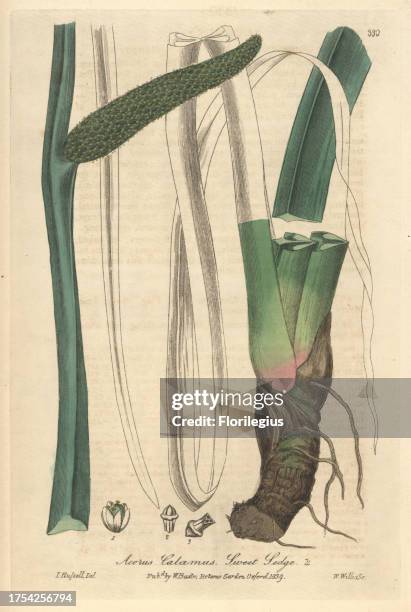 Sweet sedge, Acorus calamus. Handcoloured copperplate engraved by W. Willis from a drawing by Isaac Russell from William Baxter's 'British...