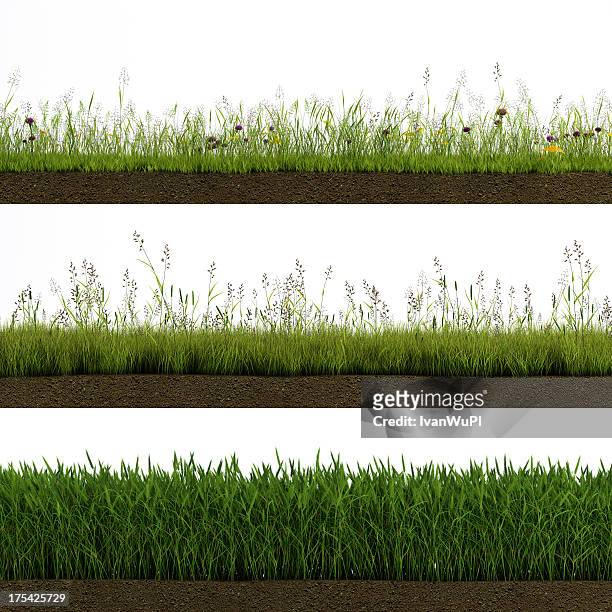 isolated grass - garden square stock pictures, royalty-free photos & images