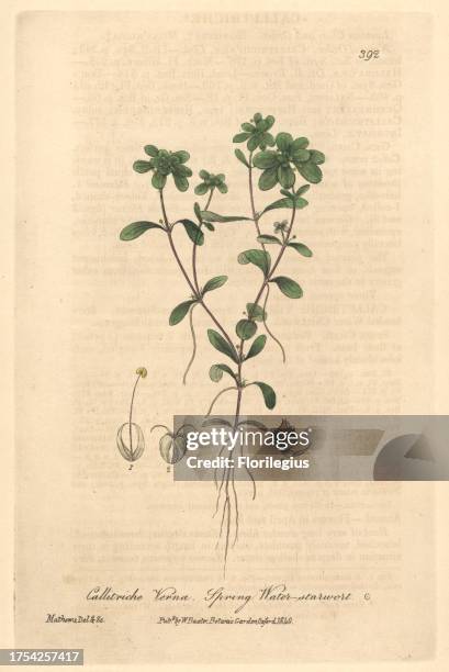 Spring water starwort, Callitriche verna. Handcoloured copperplate drawn and engraved by Charles Mathews from William Baxter's 'British Phaenogamous...