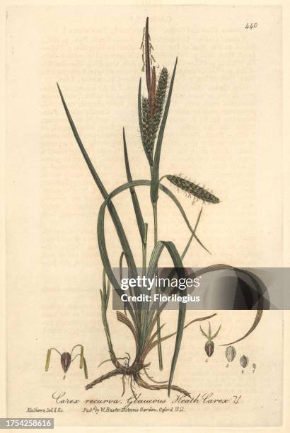 Glaucous heath carex, Carex recurva. Handcoloured copperplate drawn and engraved by Charles Mathews from William Baxter's 'British Phaenogamous...