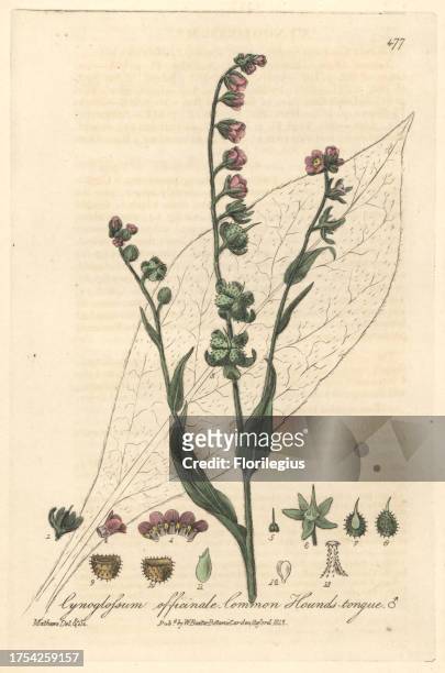 Common hound's tongue, Cynoglossum officinale. Handcoloured copperplate drawn and engraved by Charles Mathews from William Baxter's 'British...
