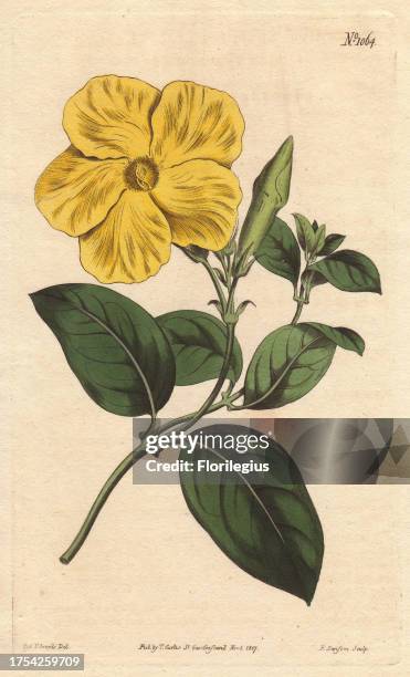 Larger savanna flower with vivid yellow flower, a native of the savannas of Jamaica and St. Domingo. Echites suberecta Handcolored copperplate...