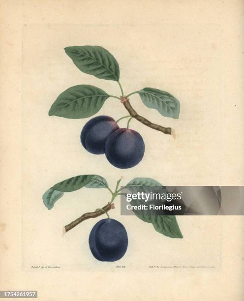 Plum varieties, Prunus domestica: Le Royal and Blue Perdrigon. Handcoloured stipple engraving of an illustration by George Brookshaw from his own...