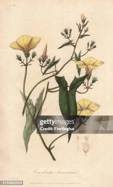 Scammony, Convolvulus scammonia. Handcoloured botanical illustration drawn and engraved on steel by William Clark from John Stephenson and James...