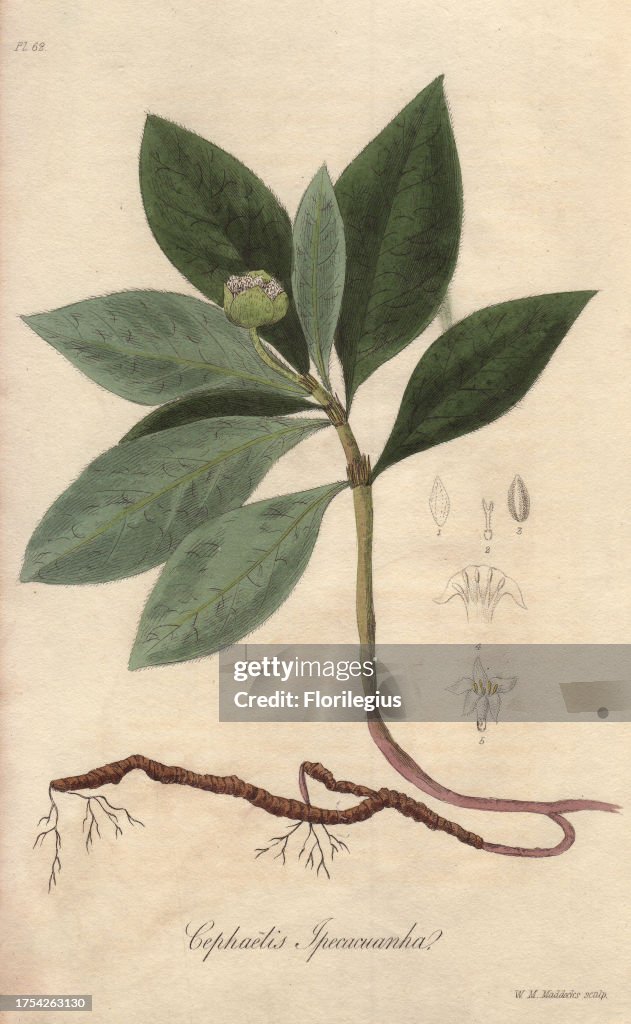 Ipecacuanha, Carapichea ipecacuanha