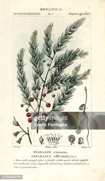 Asparagus, Asparagus officinalis. Handcoloured copperplate stipple engraving from Jussieu's 'Dictionary of Natural Science,' Florence, Italy, 1837....