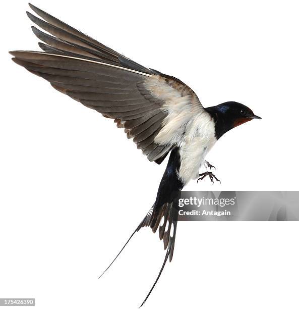 swallow - vogel stockfoto's en -beelden