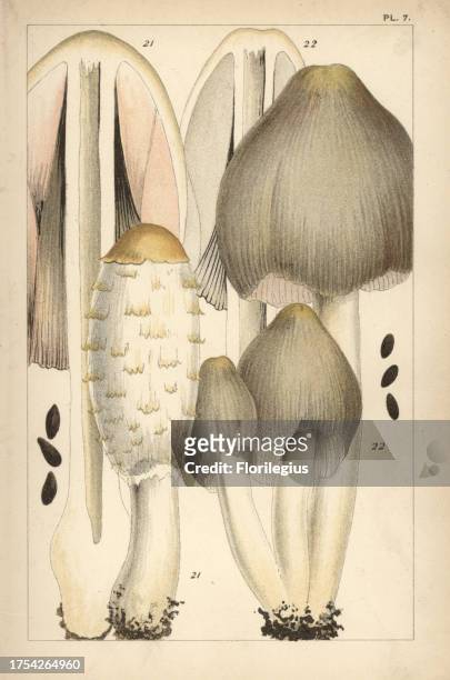 Shaggy ink cap, Coprinus comatus 21 and common ink cap mushroom, C. Atramentarius 22. Chromolithograph after an illustration by M. C. Cooke from his...