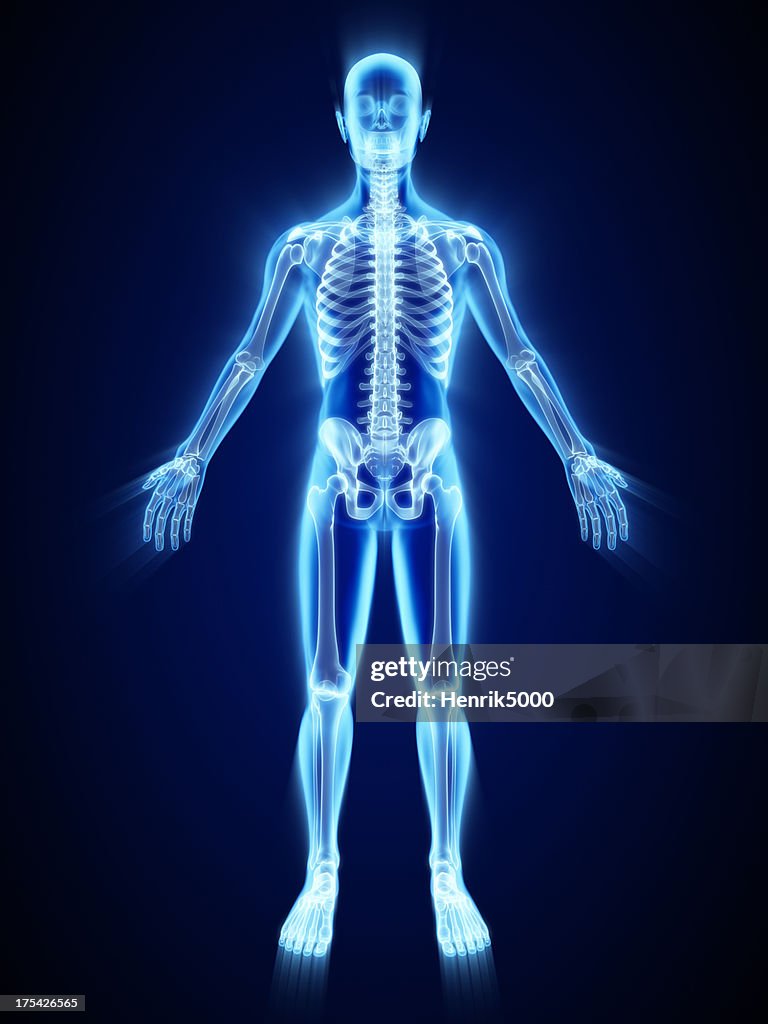 Xray Of Skeleton High Biology Diagrams