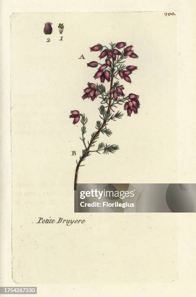 Bell heather, Erica cinerea. Handcoloured botanical drawn and engraved by Pierre Bulliard from his own 'Flora Parisiensis,' 1776, Paris, P. F. Didot....