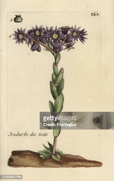 Common houseleek, Sempervivum tectorum. Handcoloured botanical drawn and engraved by Pierre Bulliard from his own 'Flora Parisiensis,' 1776, Paris,...