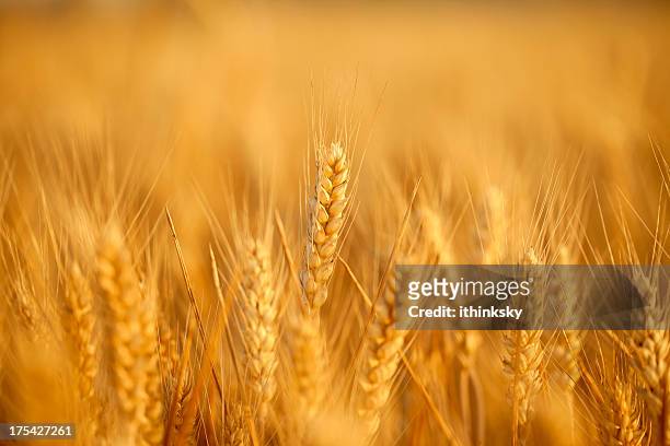 wheat field - veteax bildbanksfoton och bilder