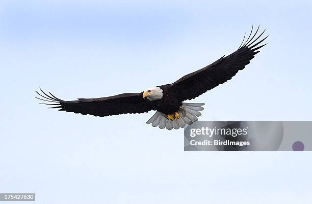 weißkopfseeadler im flug, alaska - weißkopfseeadler stock-fotos und bilder