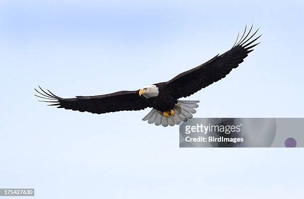 bald eagle flying isolated in alaska - vithövdad havsörn bildbanksfoton och bilder