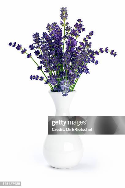 lavendel in vase. - lavendel freisteller stock-fotos und bilder