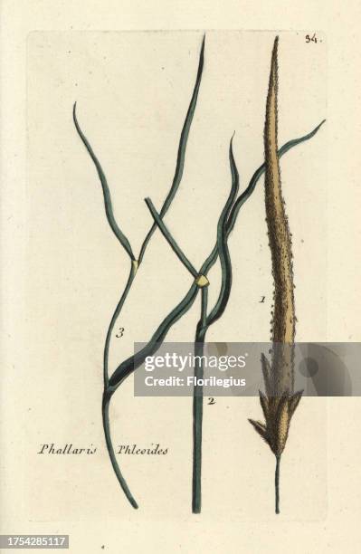 Purple-stem cat's-tail, Phleum phleiodes. Handcoloured botanical drawn and engraved by Pierre Bulliard from his own 'Flora Parisiensis,' 1776, Paris,...