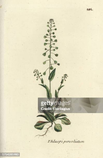 Thoroughwort pennycress, Thlaspi perfoliatum. Handcoloured botanical drawn and engraved by Pierre Bulliard from his own 'Flora Parisiensis,' 1776,...
