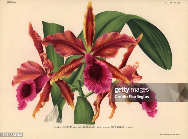 Laelia grandis var. Tenebrosa sub-var. Superbiens orchid. Illustration drawn by C. De Bruyne and chromolithographed by P. De Pannemaeker et fils from...