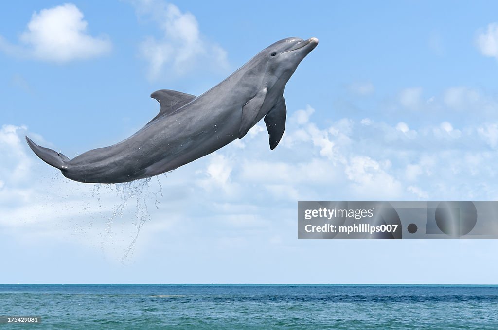 Delphin-Jumping