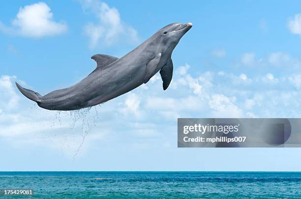 dolphin jumping - dolphin 個照片及圖片檔