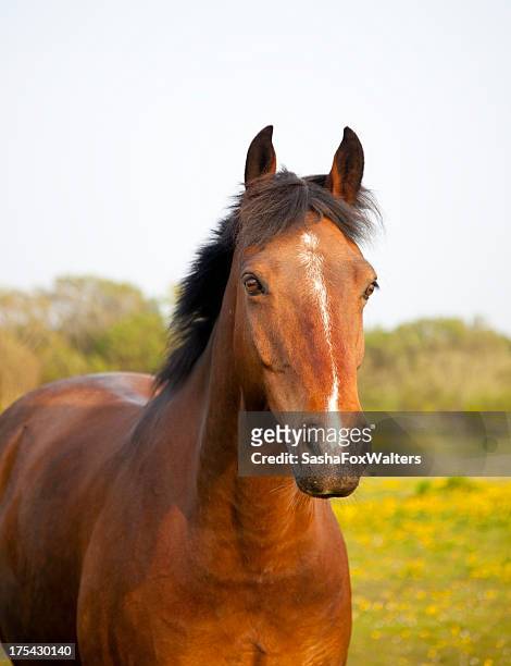 horse portrait - kastanjebruin paardenkleur stockfoto's en -beelden