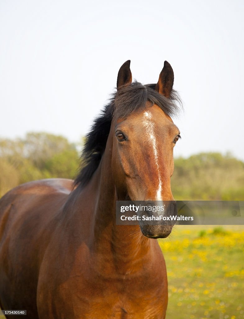 Horse portrait