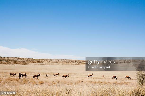 hartebees sul kalahari - parco nazionale kalahari gemsbok foto e immagini stock