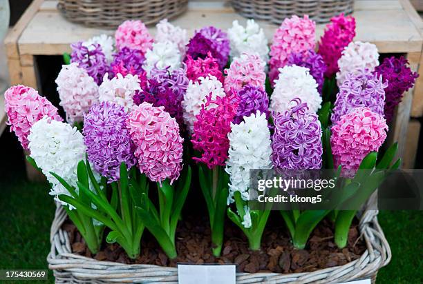 hyacinthus orientalis sale and display stand - flower show stock pictures, royalty-free photos & images