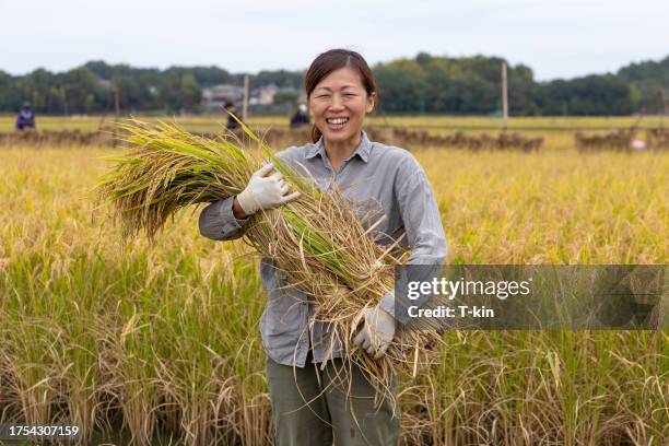 Asian Picking Rice 76,898 Asia Rice Field Stock Photos, High-Res Pictures, and Images ...
