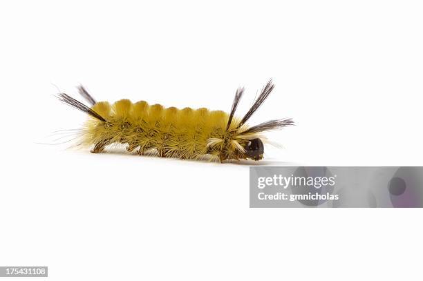 caterpillar - harig fysieke beschrijving stockfoto's en -beelden