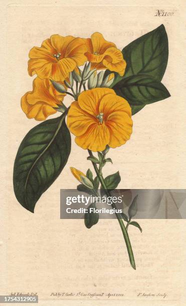 Yellow flax or three-styled flax with vivid yellow flowers. A native of India. Linum trigynum Handcolored copperplate engraving from a botanical...