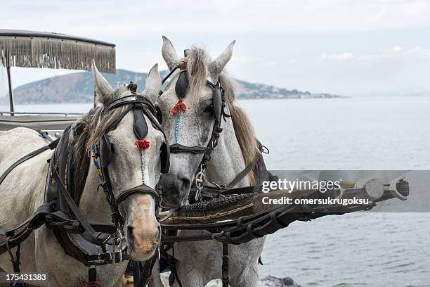 horses - bus harness stock pictures, royalty-free photos & images