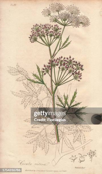 Cowbane, Cicuta virosa. Handcoloured botanical illustration drawn and engraved on steel by Edward Smith Weddell from John Stephenson and James Morss...