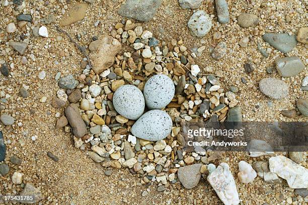 little sandregenpfeifer (charadrius dubius) nest - regenpfeifer stock-fotos und bilder