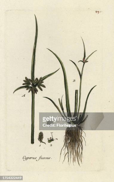 Brown galingale, Cyperus suscus. Handcoloured botanical drawn and engraved by Pierre Bulliard from his own 'Flora Parisiensis,' 1776, Paris, P.F....