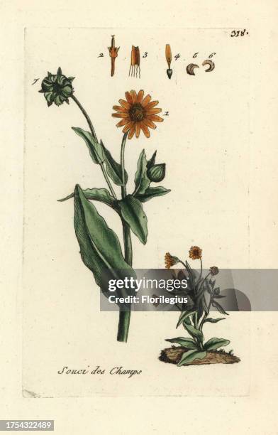 Field marigold, Calendula arvensis. Handcoloured botanical drawn and engraved by Pierre Bulliard from his own 'Flora Parisiensis,' 1776, Paris, P. F....