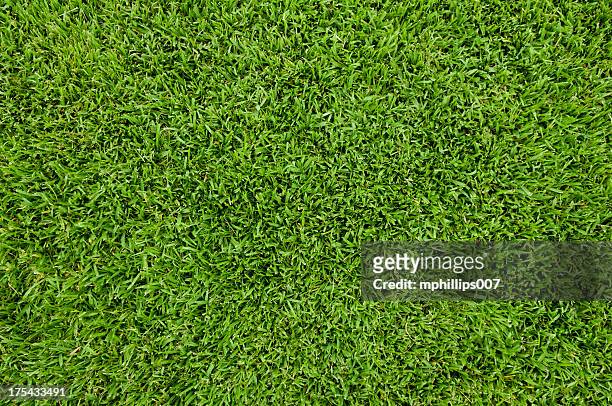grass background - grass stock pictures, royalty-free photos & images