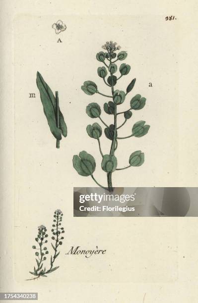Field penny-cress, Thlaspi arvense. Handcoloured botanical drawn and engraved by Pierre Bulliard from his own 'Flora Parisiensis,' 1776, Paris, P. F....
