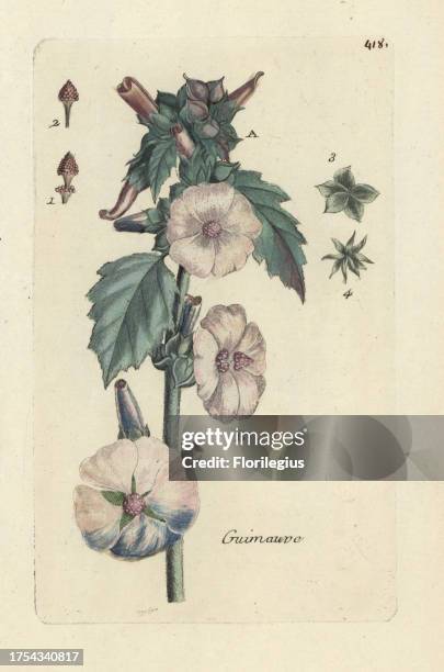 Marshmallow, Althaea officinalis. Handcoloured botanical drawn and engraved by Pierre Bulliard from his own 'Flora Parisiensis,' 1776, Paris, P. F....