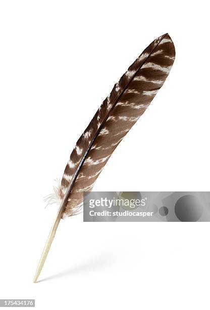 feather - turkey feathers 個照片及圖片檔