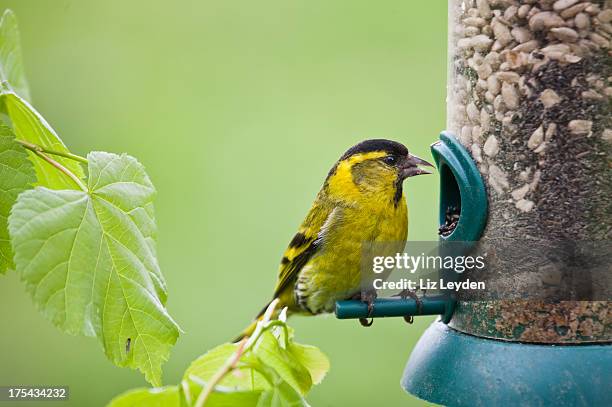 maschio lucherino, carduelis spinus, seme alimentatore - bird feeder foto e immagini stock